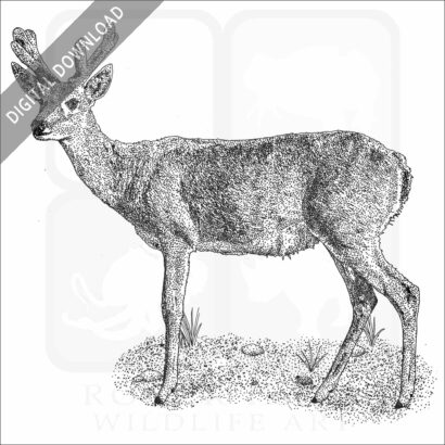 Pampas Deer