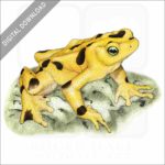 Panamanian Golden Frog stock image