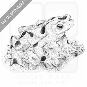 Panamanian Golden Frog