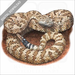 Panamint Rattlesnake illustration