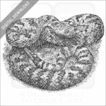 Panamint Rattlesnake