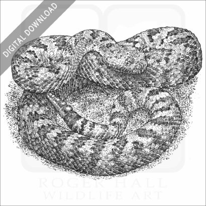 Panamint Rattlesnake