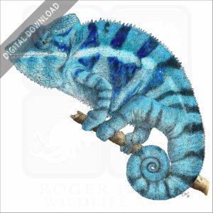 Panther Chameleon stock image