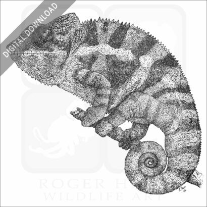 Panther Chameleon