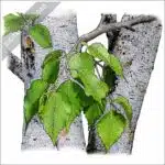 Paper Birch Tree stock image
