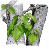 Paper Birch Tree stock image