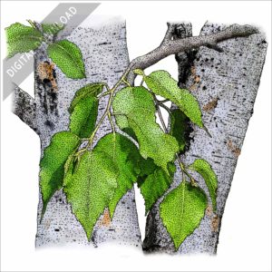 Paper Birch Tree stock image