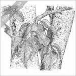 Paper Birch Tree