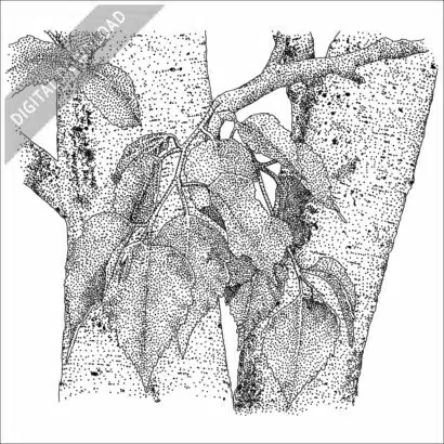 Paper Birch Tree