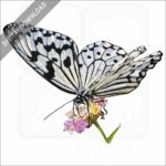 Paper Kite Butterfly stock image