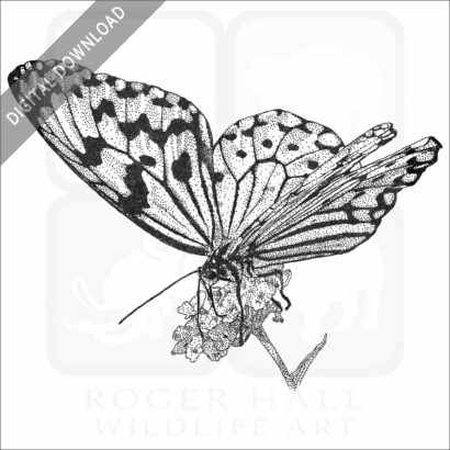 Paper Kite Butterfly