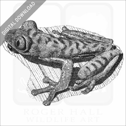 Red-Eyed Leaf Frog