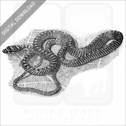 Paradise Tree Snake stock image