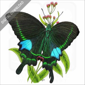 Paris Peacock Butterfly stock image