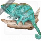 Parson's Chameleon stock image