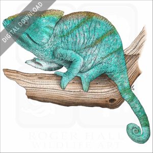 Parson's Chameleon stock image