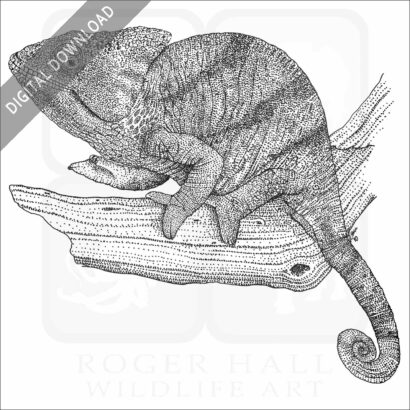Parson's Chameleon