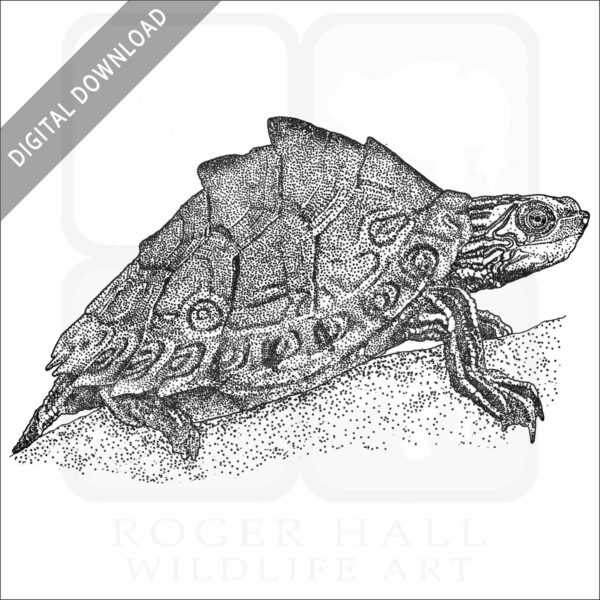 Pascagoula Map Turtle