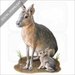 Patagonian Mara or Cavy stock image
