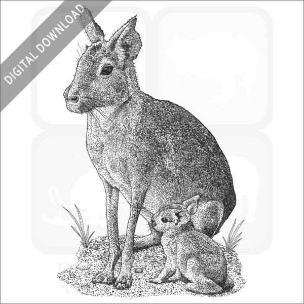 Patagonian Mara or Cavy