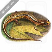 Patch-Nosed Salamander stock image