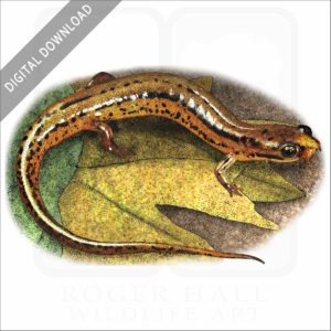 Patch-Nosed Salamander stock image