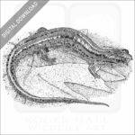 Patch-Nosed Salamander