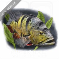 Peacock Bass stock image