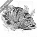 Peacock Bass