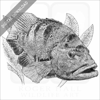 Peacock Bass