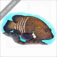 Peacock Grouper stock image