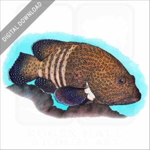 Peacock Grouper stock image