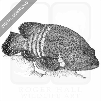 Peacock Grouper