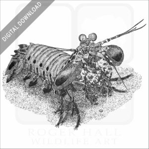 Peacock Mantis Shrimp