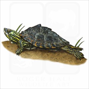 Pearl River Map Turtle illustration