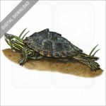 Pearl River Map Turtle stock image