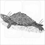 Pearl River Map Turtle