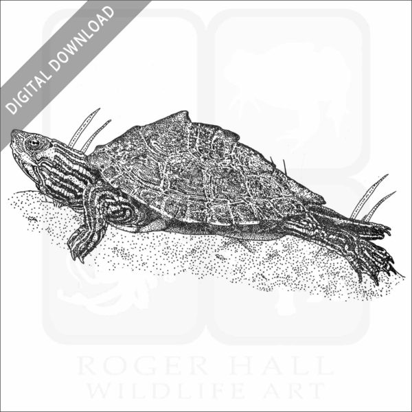 Pearl River Map Turtle