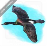 Pelagic Cormorant stock image