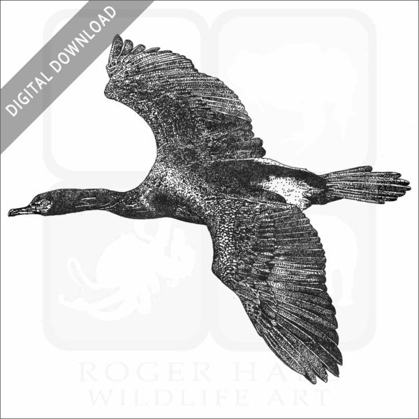 Pelagic Cormorant