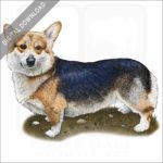 Pembroke Welsh Corgi stock image