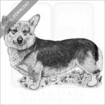 Pembroke Welsh Corgi