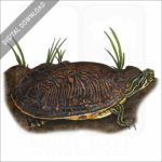 Peninsula Cooter stock image
