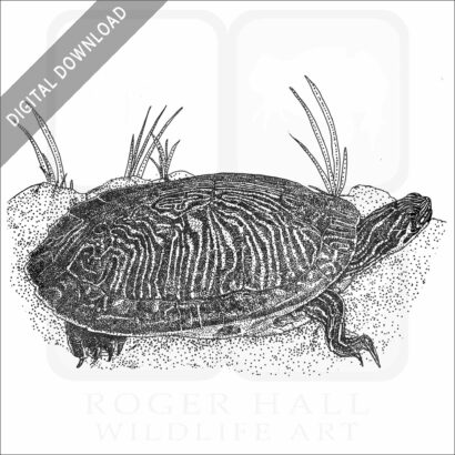 Peninsula Cooter