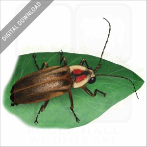 Pennsylvania Firefly stock image