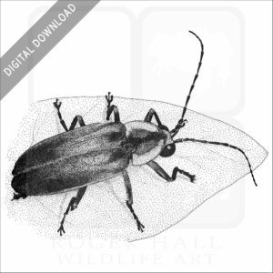 Pennsylvania Firefly