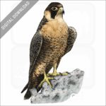 Peregrine Falcon stock image