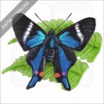 Periander Metalmark Butterfly stock image