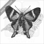 Periander Metalmark Butterfly