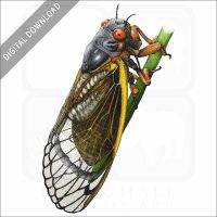 Periodical Cicada stock image